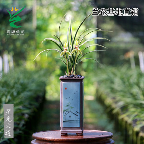 翁源兰花春兰三星蕊蝶星光大道香