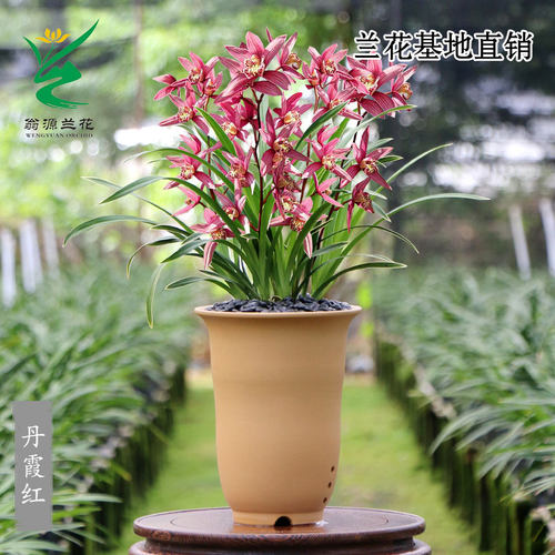 翁源兰花正品四季建兰七彩丹霞红