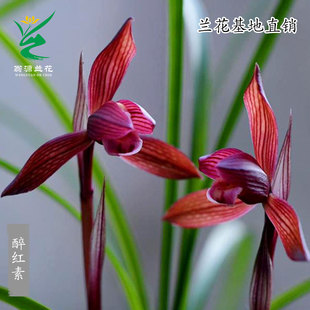 翁源高端春兰醉红素老种宋梅带好浓香大花蕙兰花苗红宝石室内好养