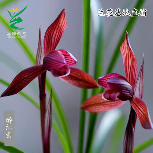 高端春兰醉红素十大红素之首浓香