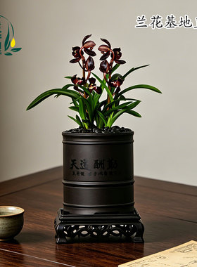 翁源兰花苗春兰矮种黑荷带花浓香迷你型老种宋梅花卉绿植桌面盆栽