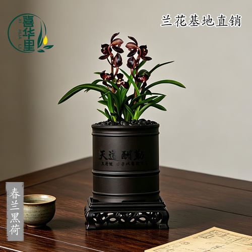 翁源兰花苗春兰矮种黑荷带花浓香