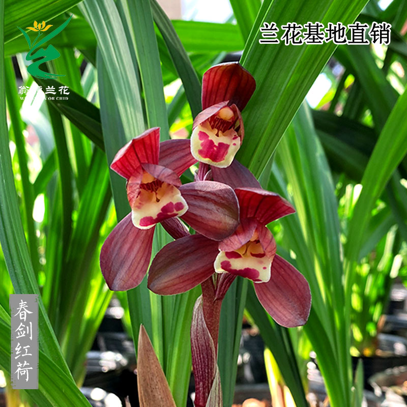 老种春剑红荷正格荷瓣带花好养香