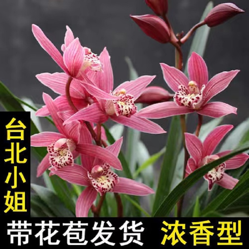 翁源兰花苗带花苞出售建兰四季兰台北小姐好养易活浓香型绿植盆栽