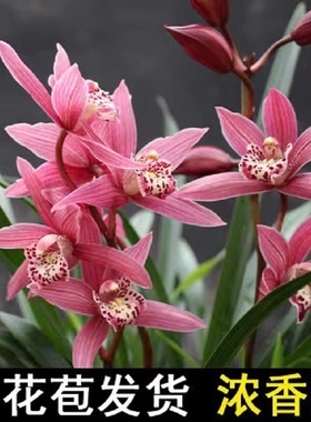 翁源四季建兰花台北小姐大花蕙兰富贵临门带花浓香好养室内卉盆栽