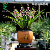 翁源兰花苗建兰铭品胭脂红香妃黄金彩虹带花浓香好养室内阳台花卉