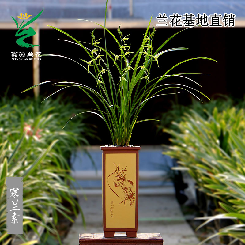 老种寒兰素心带花浓香型好养花卉