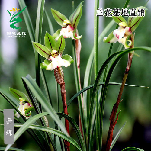 高端春兰舞蝶奇花带花浓香型好养