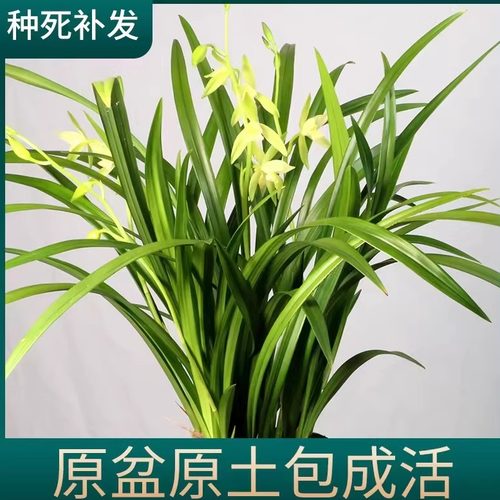 老种四季建兰朱德素带花浓香好养