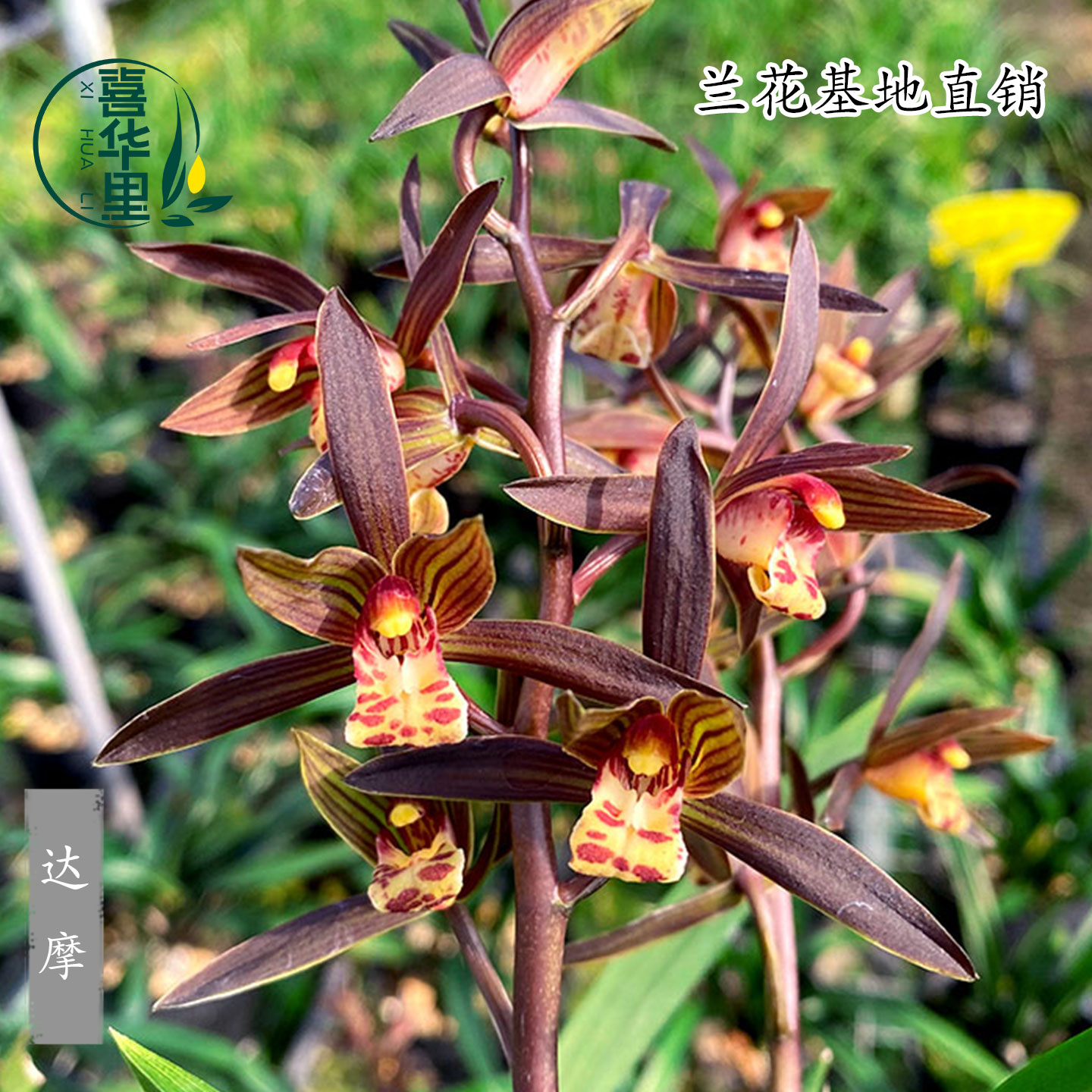 高端兰花苗墨兰老种达摩矮种盆栽