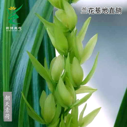 兰花墨兰秋榜朝天素荷瓣花香带花