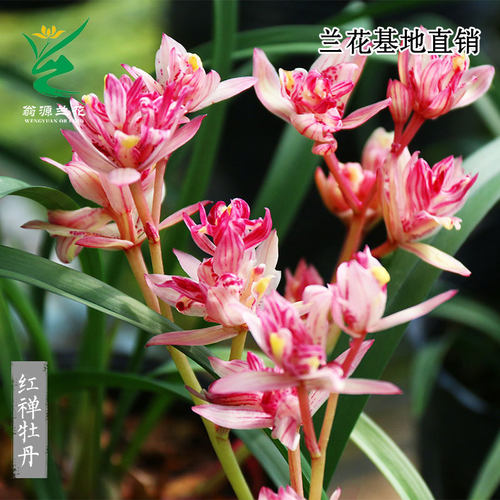 高端四季建兰红禅牡丹奇花带花香