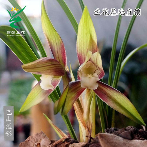 高端春兰巴山溢彩素带花浓香好养