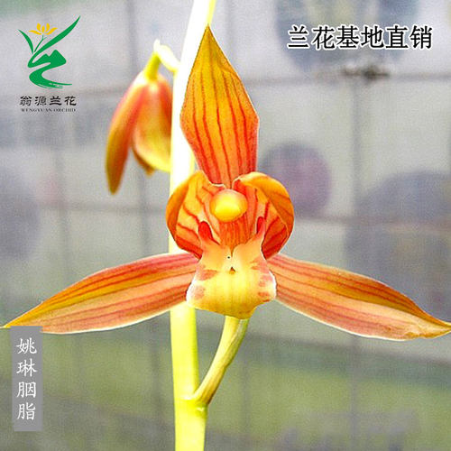 高端老种墨兰姚琳胭脂带花浓香型