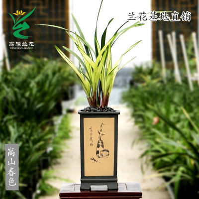 四季建兰好养除甲醛花卉绿植盆栽