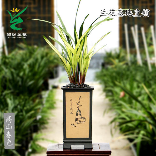 高端老种四季建兰高山春色带花香