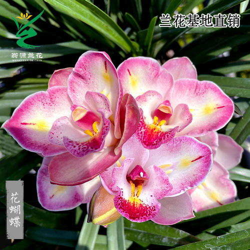 翁源兰花大花蕙兰正品花蝴蝶带花