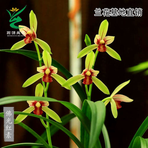 四季建兰佛山红素带花苞浓香名品