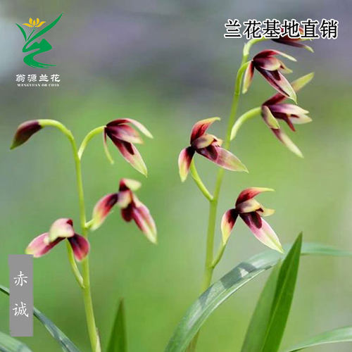 翁源兰花四季建兰赤城峨眉晨光香