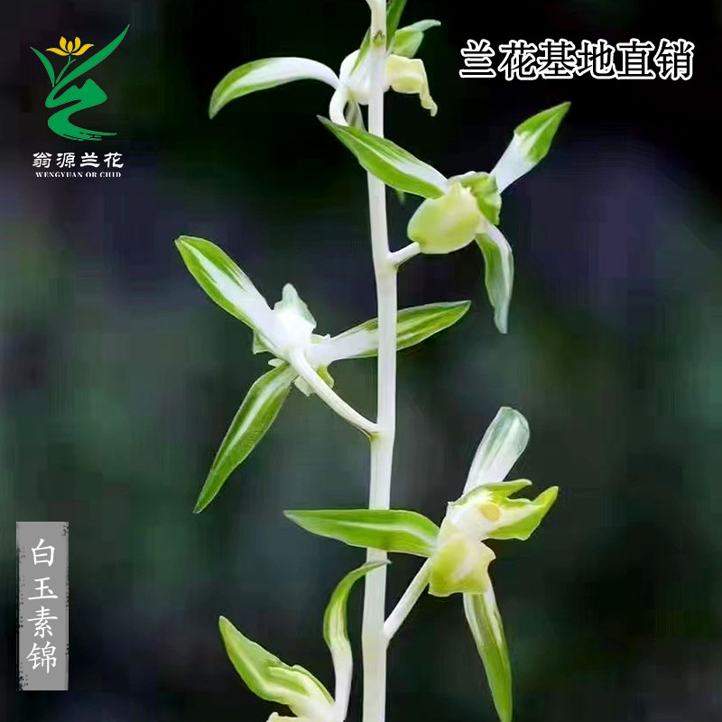 高端老种墨兰艺草白玉素锦带花香