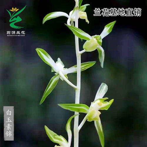 兰花苗高端老种墨兰艺草白玉素锦