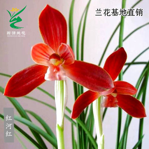 精品红花豆瓣兰一花三变红河红香