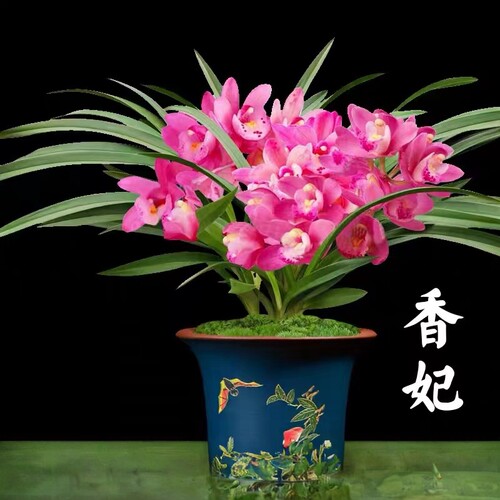 矮种墨兰香妃好易养阳台绿植盆栽