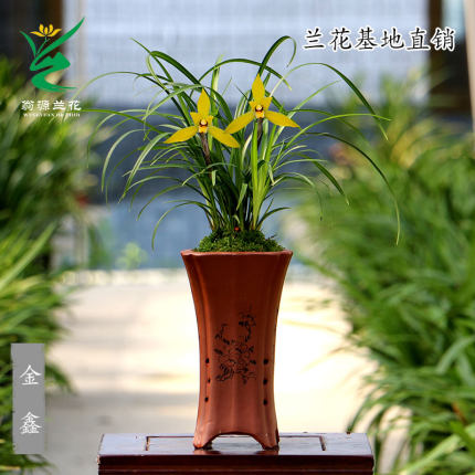 翁源兰花正品春兰金鑫黄花细叶彩素带花浓香好养室内桌面花卉盆栽
