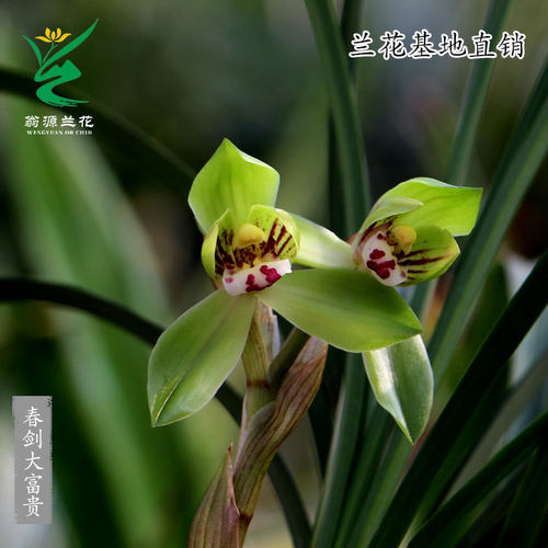 老种春剑大富贵荷瓣带花浓香盆栽