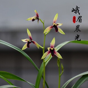 建兰赤城峨眉晨光小国魂红香妃带花浓香好养花卉盆栽 高端老种四季