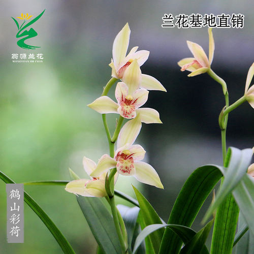 翁源兰花四季建兰正品鹤山彩荷香