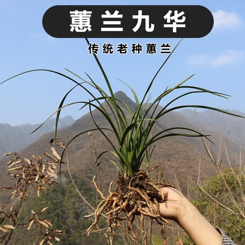 传统老品种九华蕙兰好养花期长香