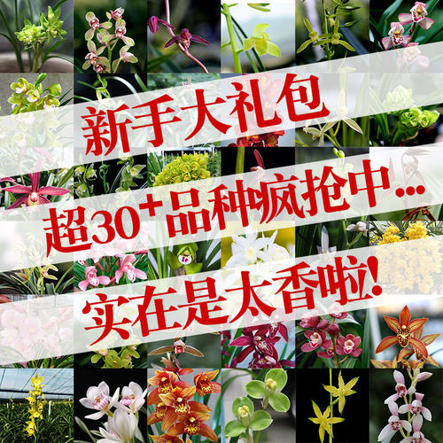 翁源兰花苗新手入门品种浓香好养