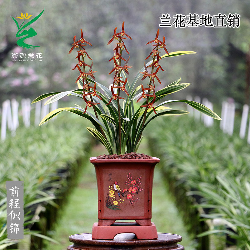 翁源兰花高端墨兰前程似锦金边香