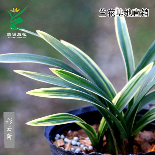 春兰名品彩云荷花艺双全带花浓香