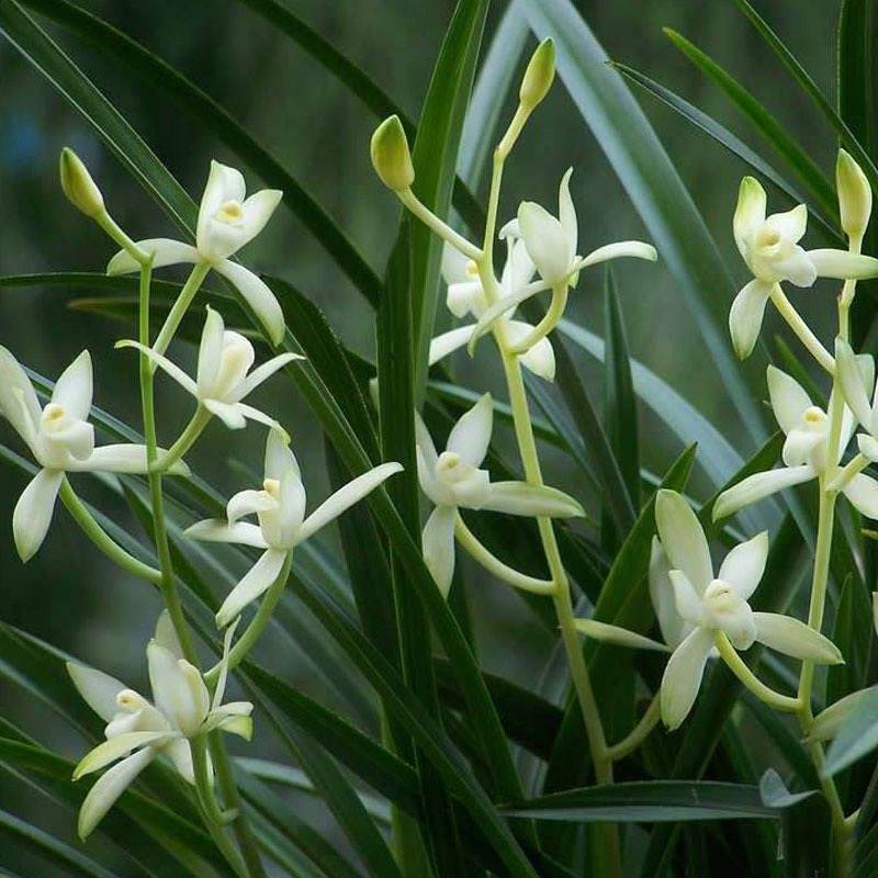 老种四季建兰国色天香带花好养香