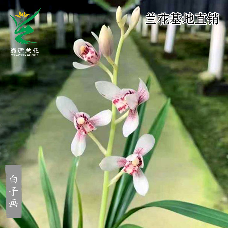 老种四季建兰白花素心白子画正品