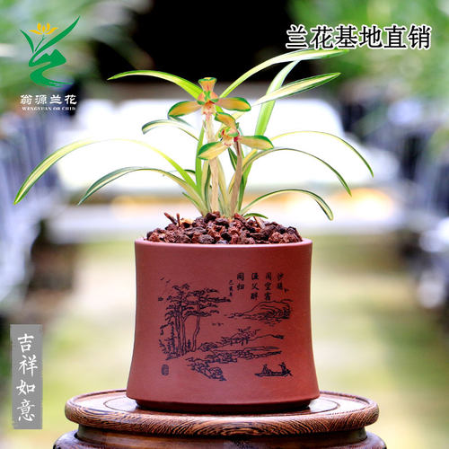 春兰中透艺高端浓香桌面兰花好养