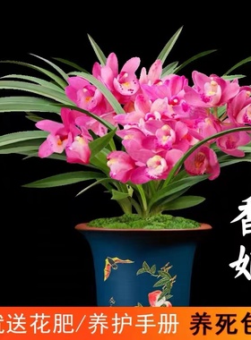 翁源兰花苗矮种香妃七彩玲珑浓香建兰名贵室内新手好易养盆栽植物