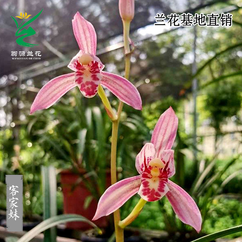 老种四季建兰红花客家妹红花带花