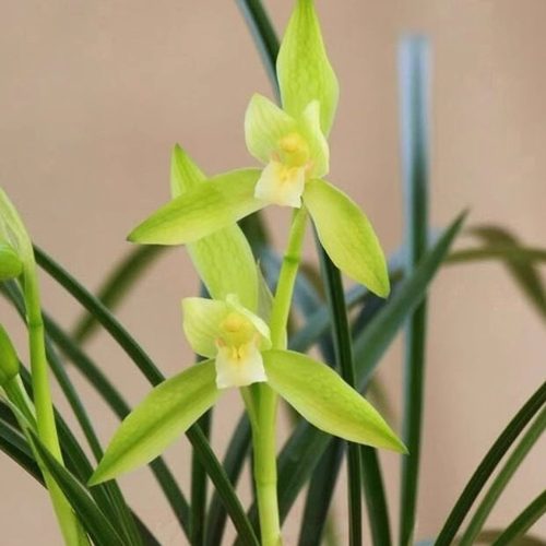 精品老种春兰素花慈恩素带花浓香