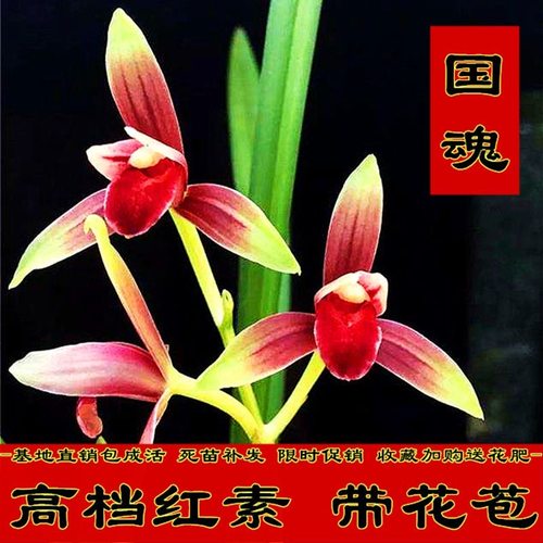 四季建兰高档红素铭品大国魂老种