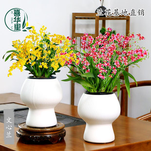 香水文心兰盆栽带花苞梦香兰办公室桌面绿植花卉盆景四季兰花植物