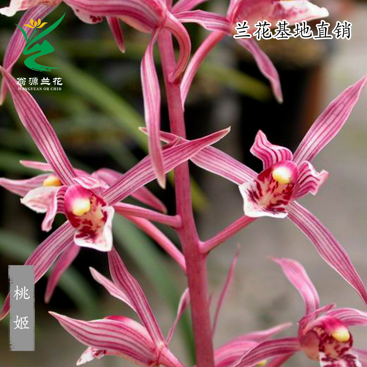 老种墨兰铭品桃姬红花带花浓香型