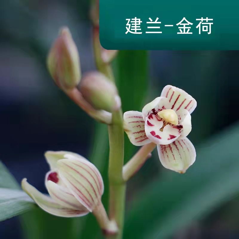 建兰矮种荷瓣带花阳台绿植盆栽