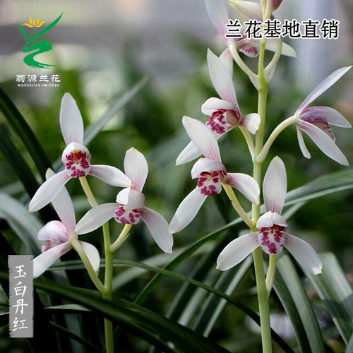 老种高端四季建兰玉白丹红带花香