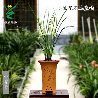 老种莲瓣兰小雪素带花浓香型好养