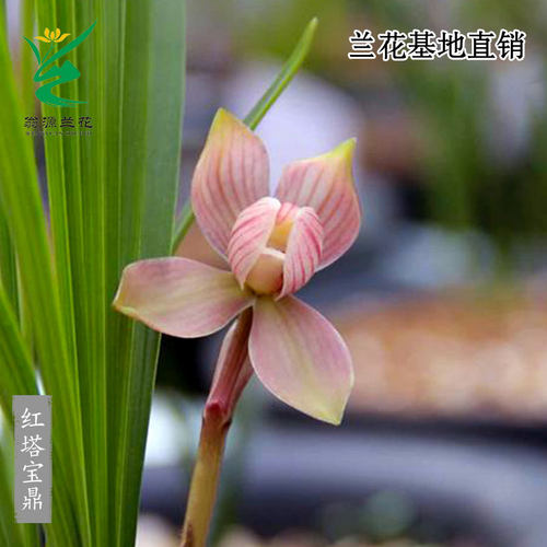 高端老种春兰红塔宝鼎带花浓香型