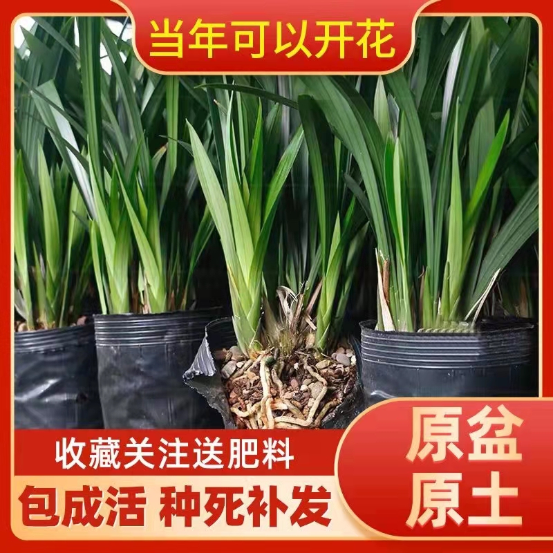 翁源兰花老种墨兰除甲醛高大浓香