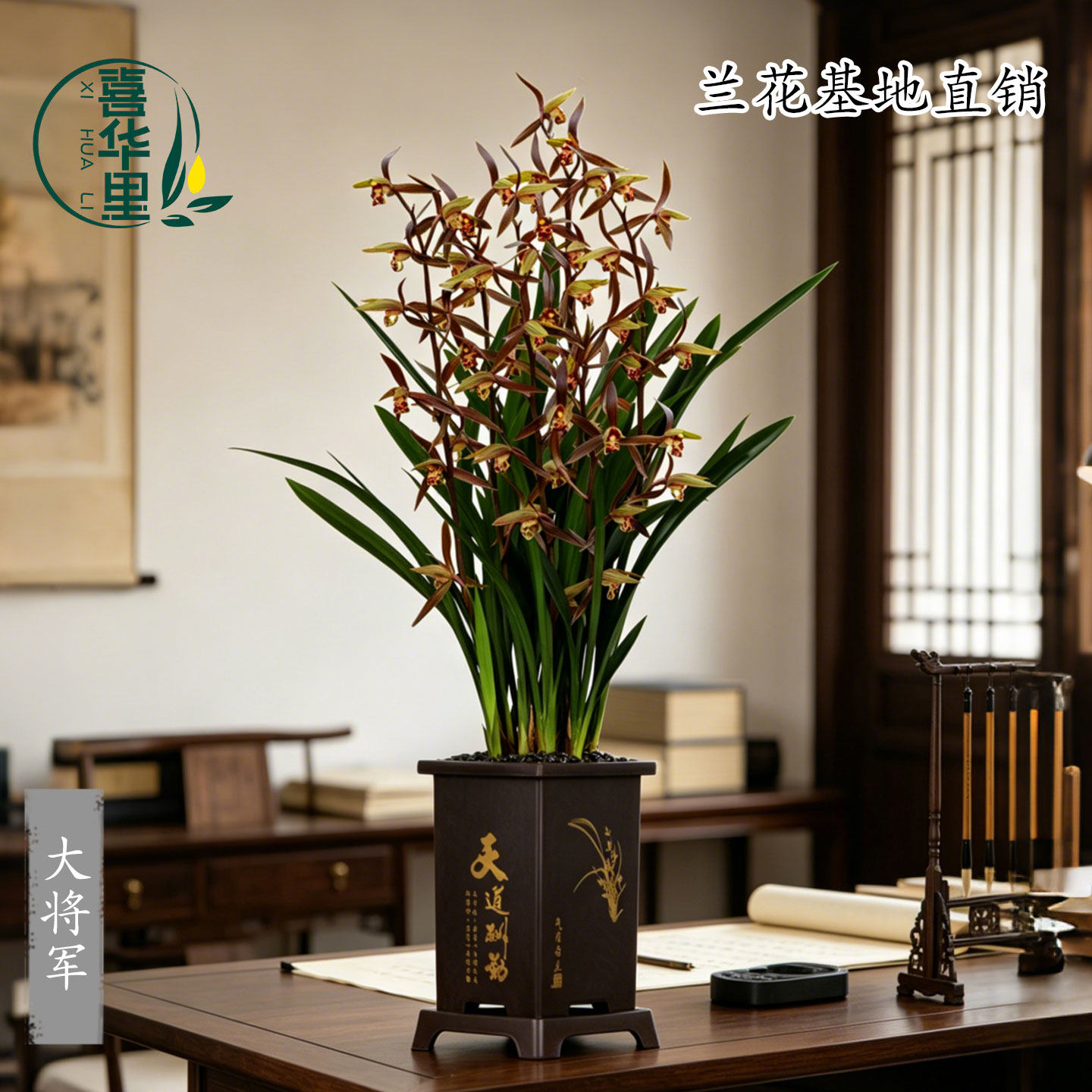高端墨兰大将军花苗带花浓香多花四季开花室内阳台盆栽花卉绿植物